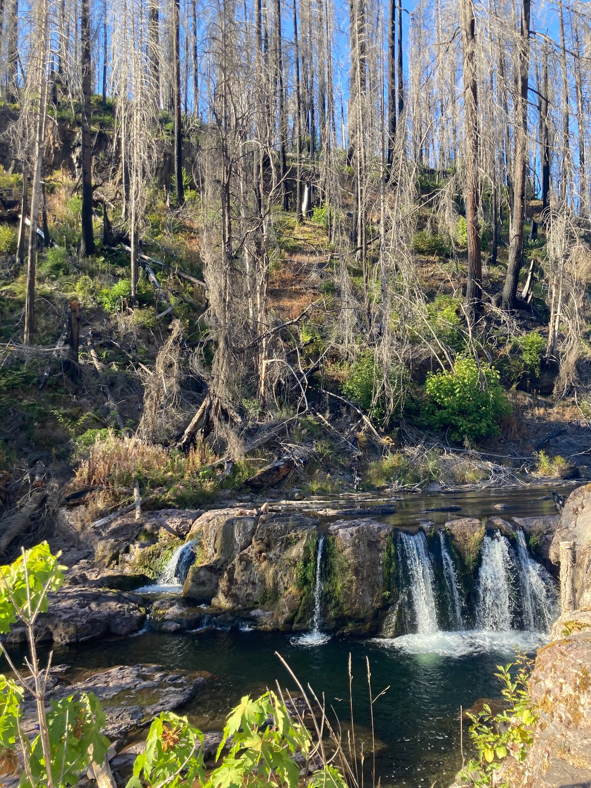 OREGON CUNTRY NOISE. a festival of our own. August 2025 - mutant noise rave fest lane county
