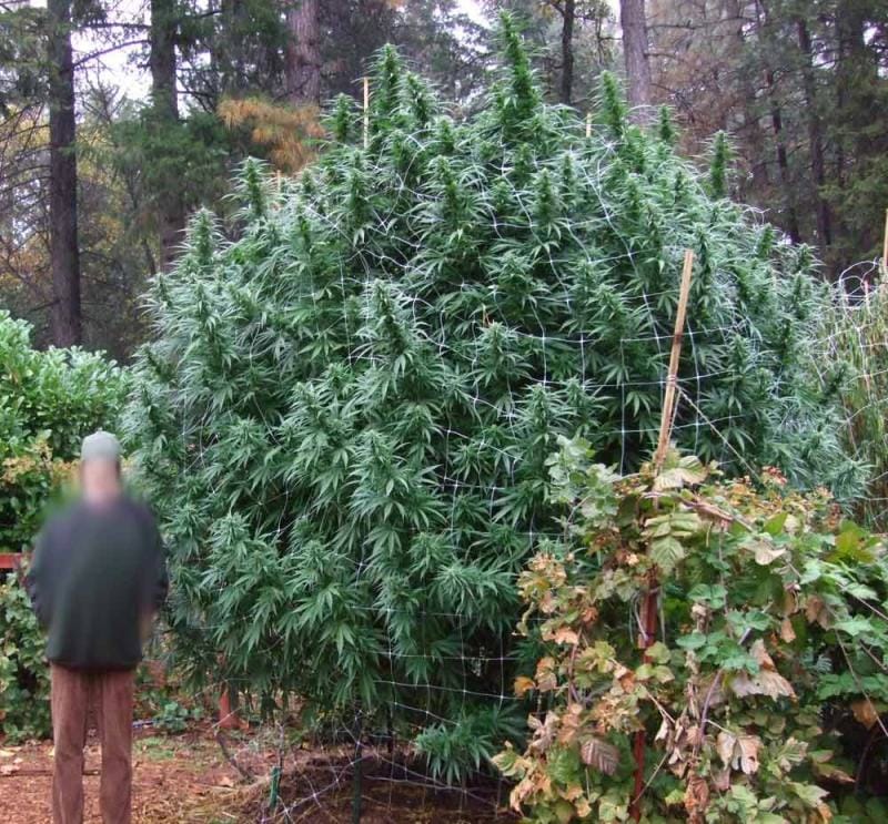 PART 2 - WEED WORLD - (the hill from hell) - near death in the wilds of the emerald triangle